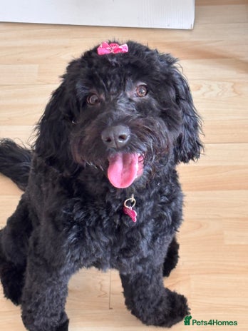 Cockapoo dogs Female Cookapoo for lovely family home - Advert 1