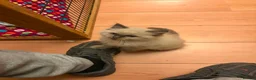 Ragdoll cats for sale: Blue ragdolls in Sheffield - Advert 5