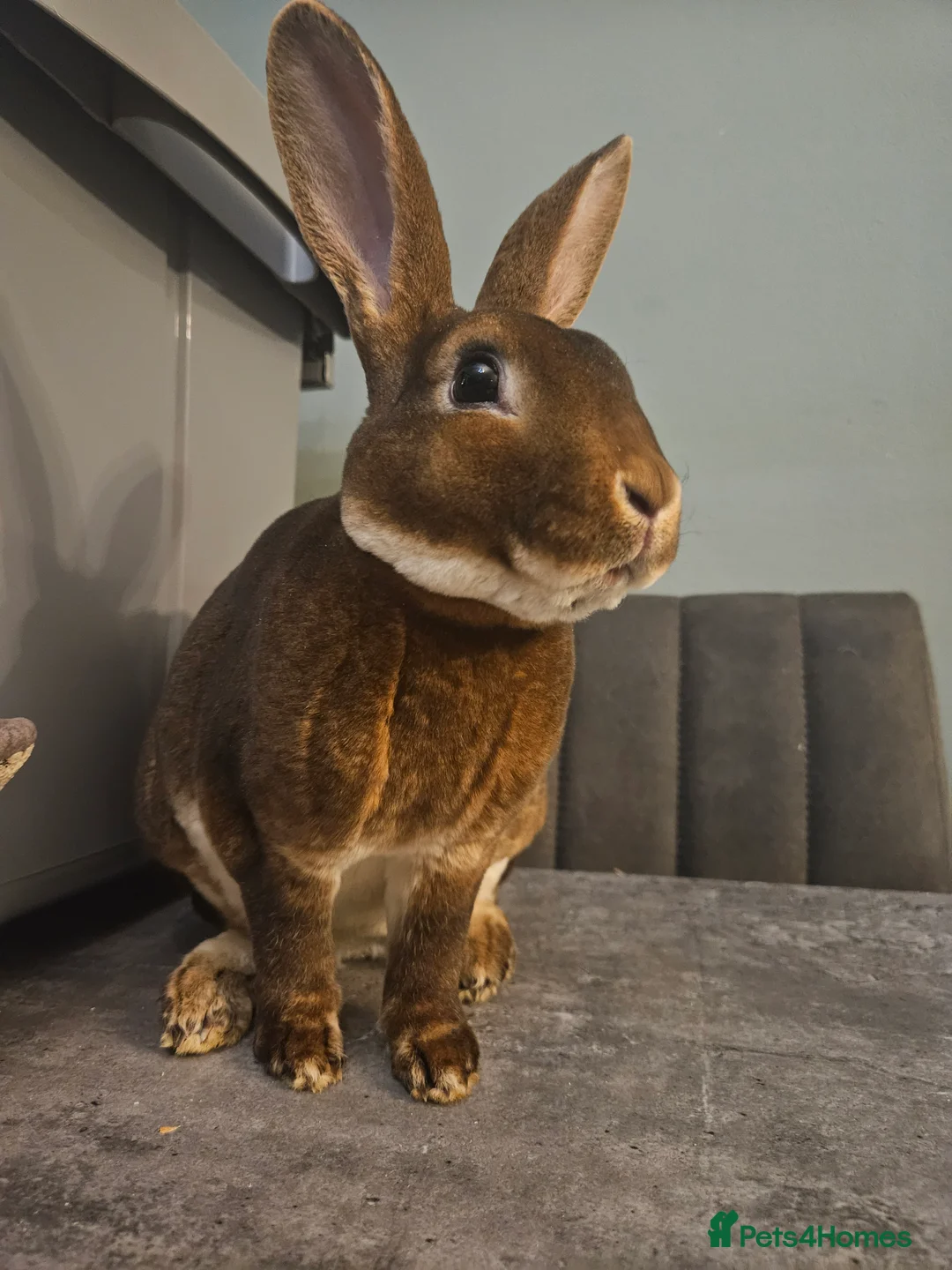 Rex rabbits for sale: Purebred Chocolate Otter Mini Rex buck 12 weeks  - Advert 9