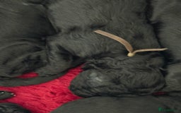 Mixed Breed dogs for sale: 5* medium half Australian labradoodles - Image 13