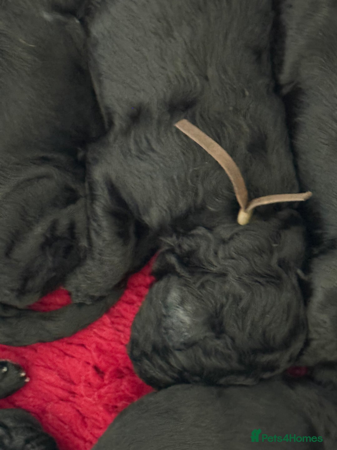 Mixed Breed dogs for sale: 5* medium half Australian labradoodles - Image 13