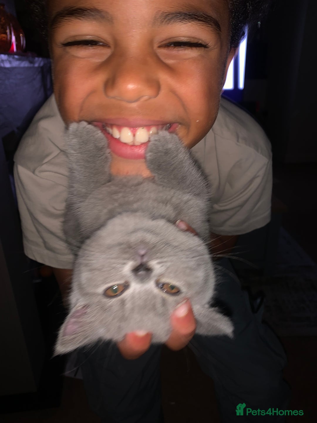 British Shorthair cats for sale: Blue Male BSH kitten  - Image 5