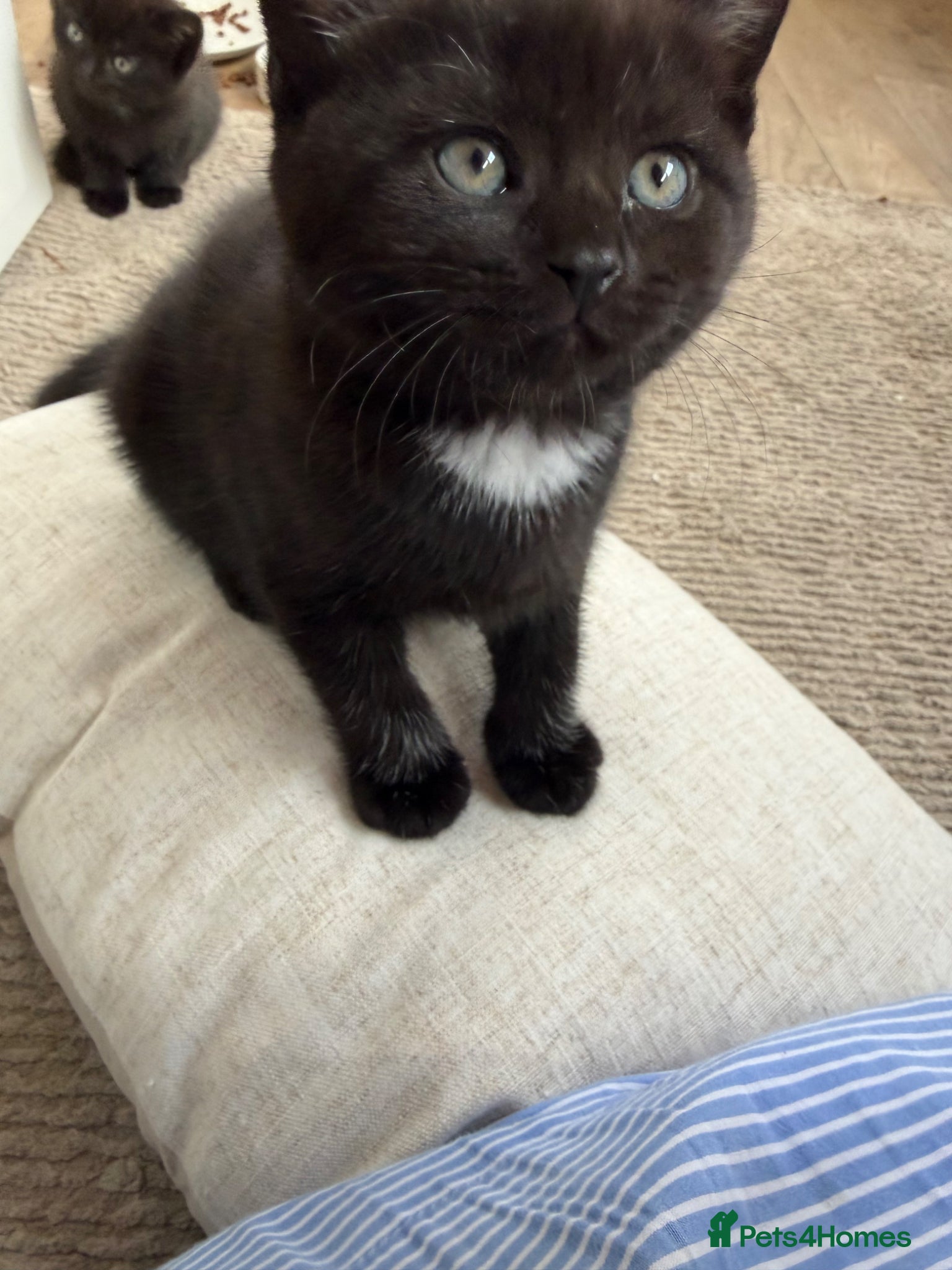 Mixed Breed cats 7 kittens looking their forever home - Advert 11