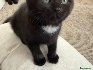 Mixed Breed cats 7 kittens looking their forever home - Advert 2