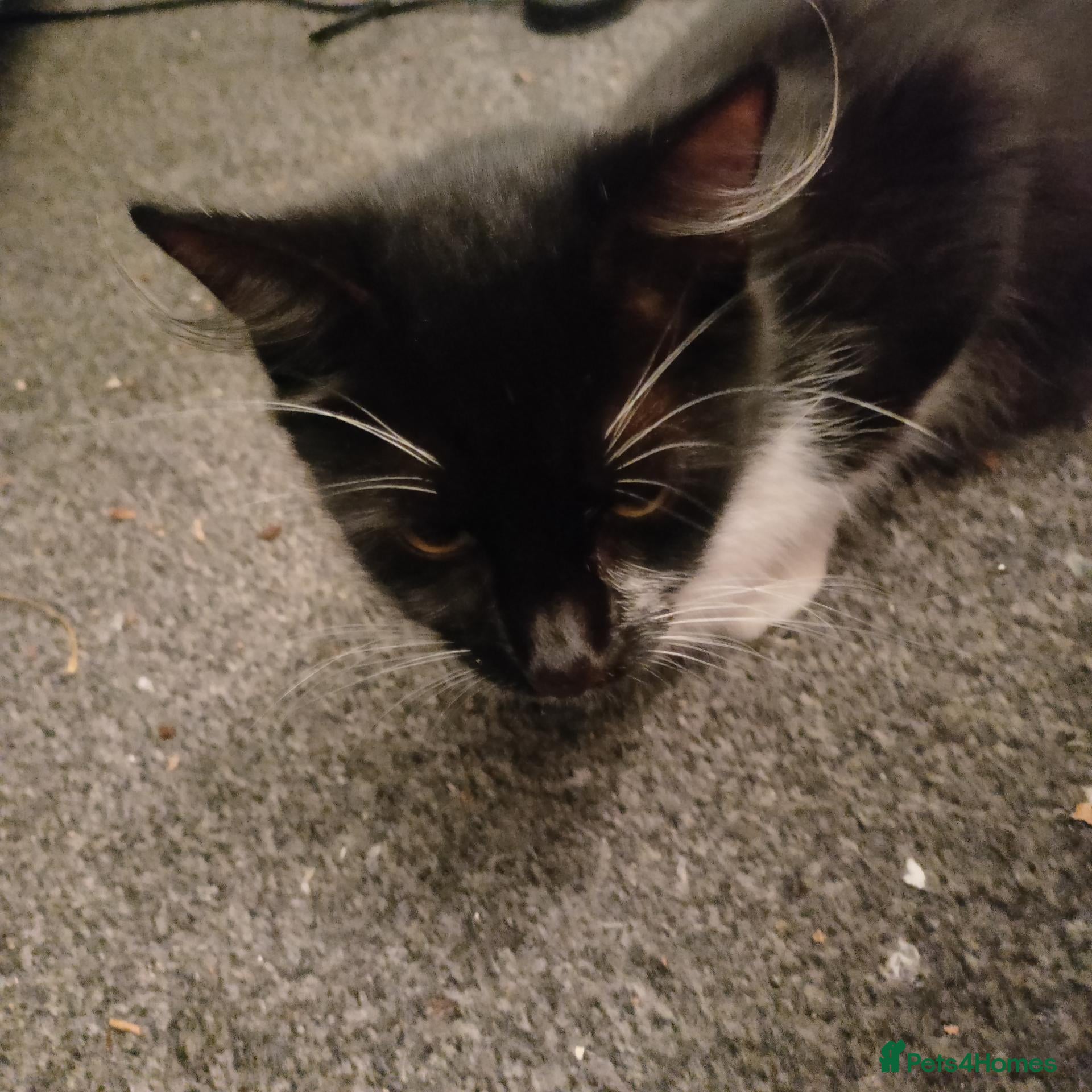 Mixed Breed cats 6 beautiful fur babies - Advert 1