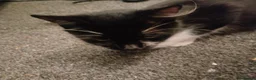 Mixed Breed cats for sale: 6 beautiful fur babies - Advert 1