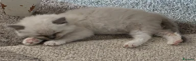 Ragdoll 1