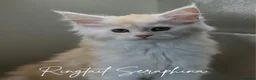 Maine Coon cats for sale: GCCF Reg'd Maine Coon Kittens Ready End of June - Advert 3