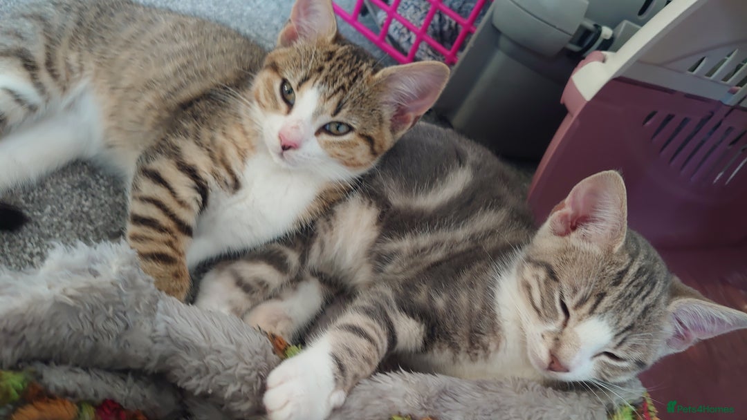 Mixed Breed cats for sale: Kittens ready now - Advert 7