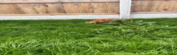 Mixed Breed cats for sale: Marla  - Advert 13