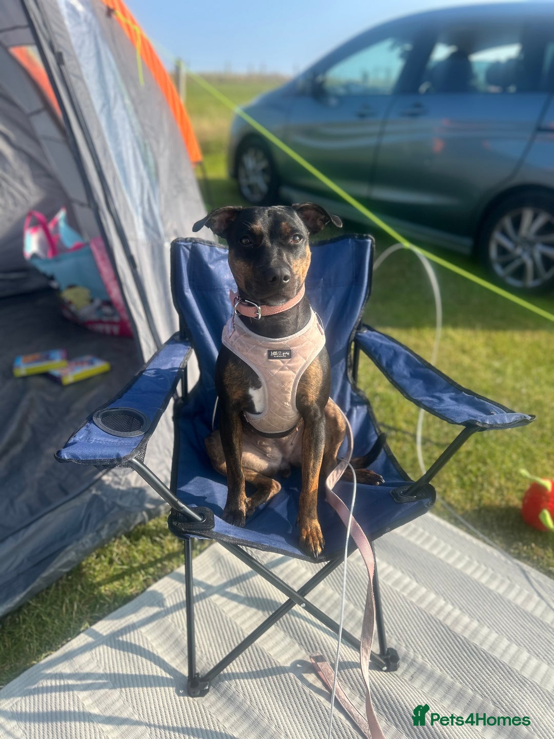 Mixed Breed dogs for sale: Callie- Staffy Mix  - Image 10