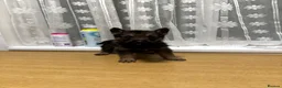Shepsky dogs for sale: Adorable Shepsky Puppies Looking for Forever Homes - Advert 11