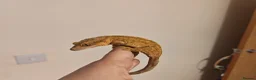 Gecko reptiles for sale: 4x Crested Geckos + Viv in Coalville - Advert 5