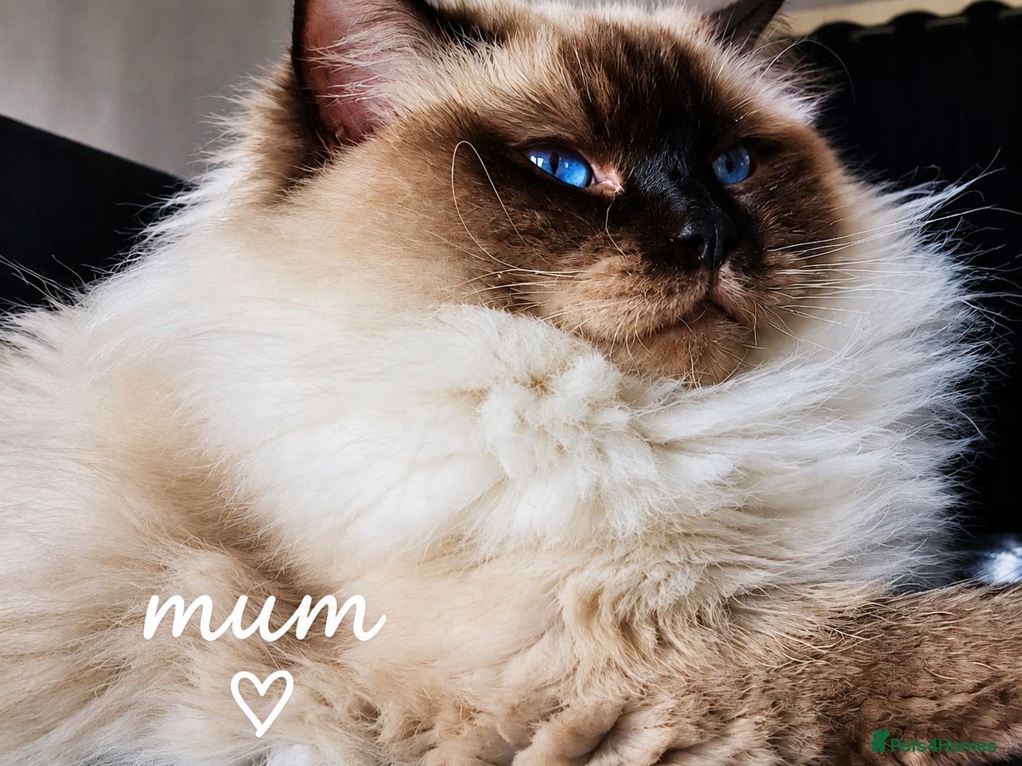 Ragdoll cats for sale: Ragdoll Kittens - Advert 2