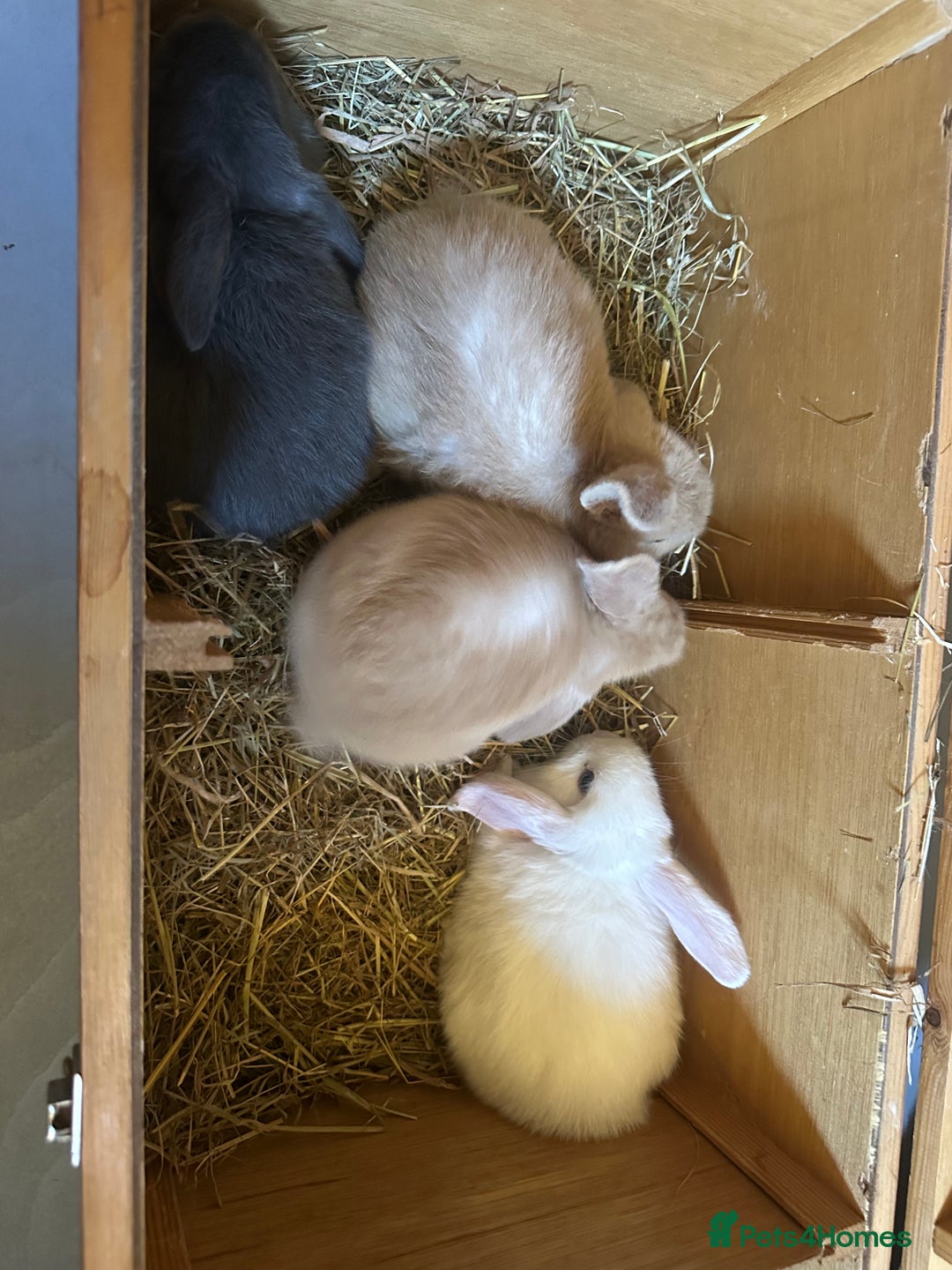 Mini Lop rabbits for sale: Sweet Baby Mini lops . - Image 9