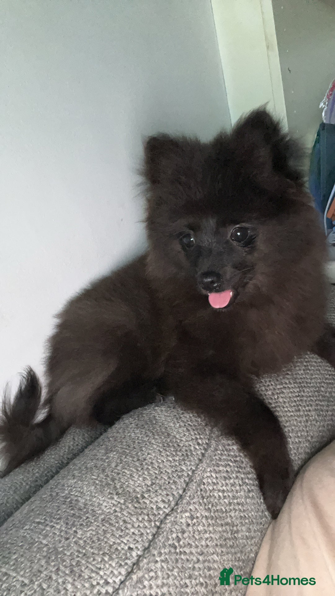 Pomeranian dogs for sale: Pomeranian looking for new home  - Advert 4