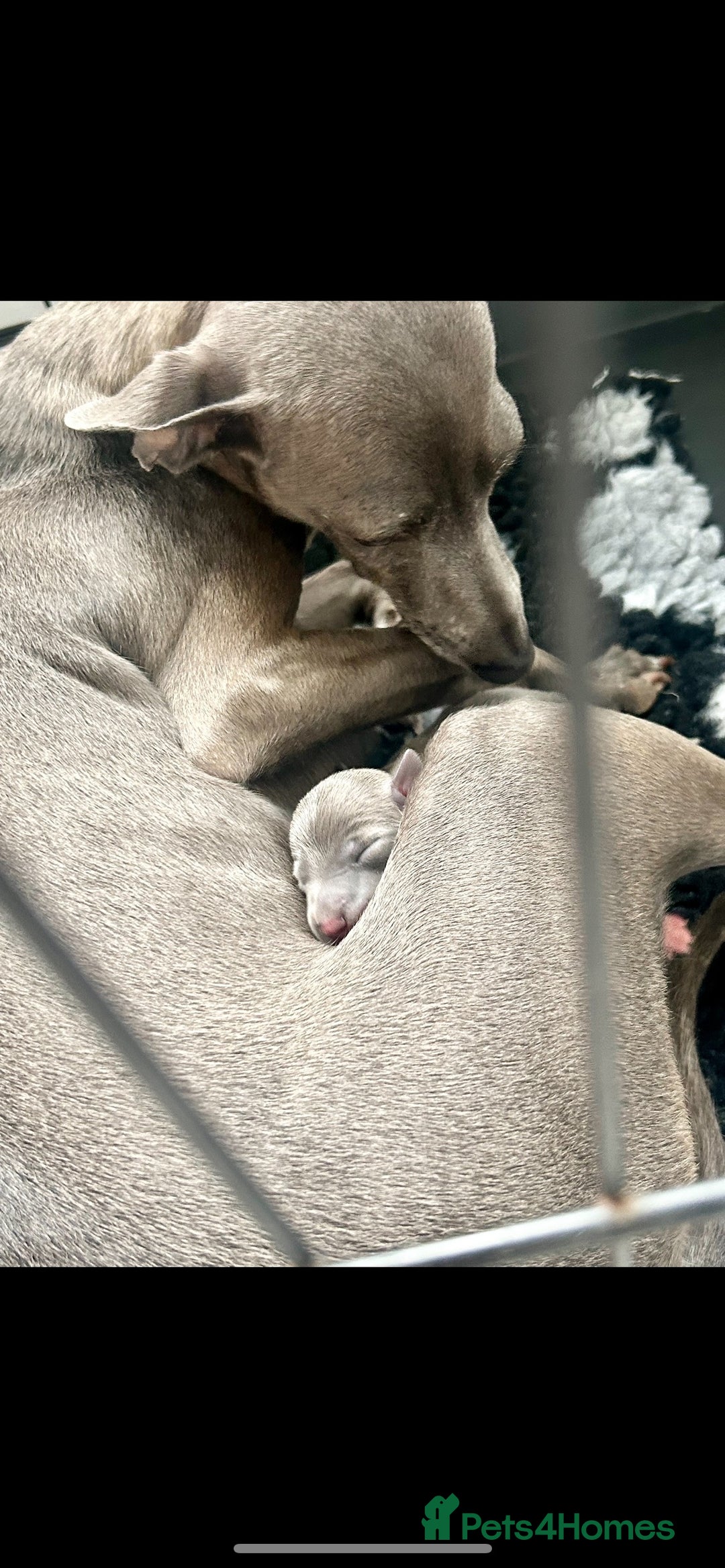 Italian Greyhound dogs for sale: KC REGISTERED ITALIAN GREYHOUND BITCH PUPPY - Advert 6