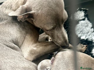 Italian Greyhound dogs KC REGISTERED ITALIAN GREYHOUND BITCH PUPPY - Advert 16