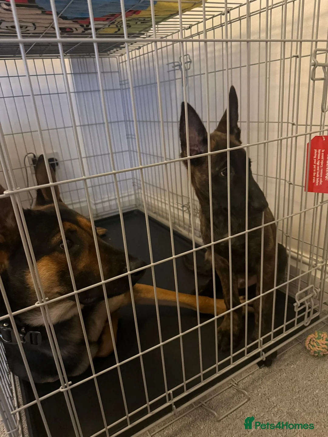 Belgian Shepherd Dog dogs for sale: Kruger 4 month old Dutch Herder  - Advert 4