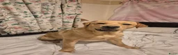 Labrador Retriever dogs for sale: Pure Labrador Retriever/ KC registered  - Advert 6