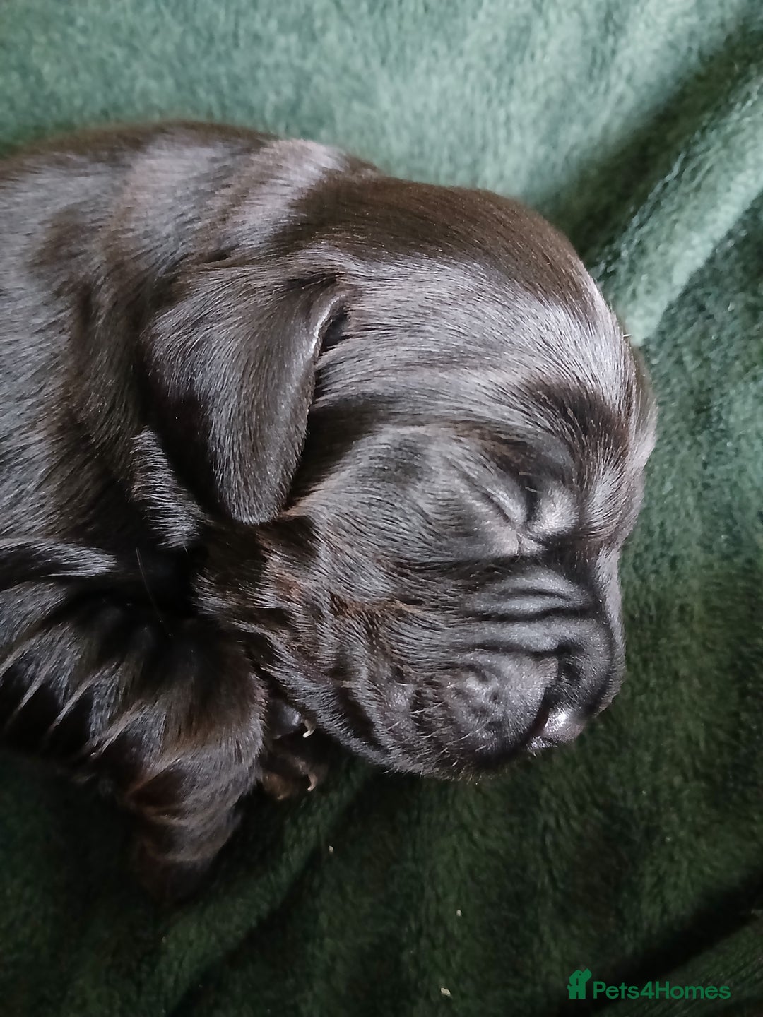 Cocker Spaniel dogs for sale: Cocker Spaniel puppies  - Image 4