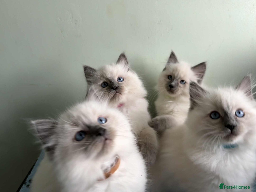 Ragdoll cats for sale: GCCF registered ragdoll kittens - Advert 5
