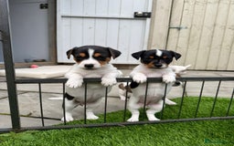 Jack Russell dogs for sale: Smooth haired small Jack Russel pups - Image 5