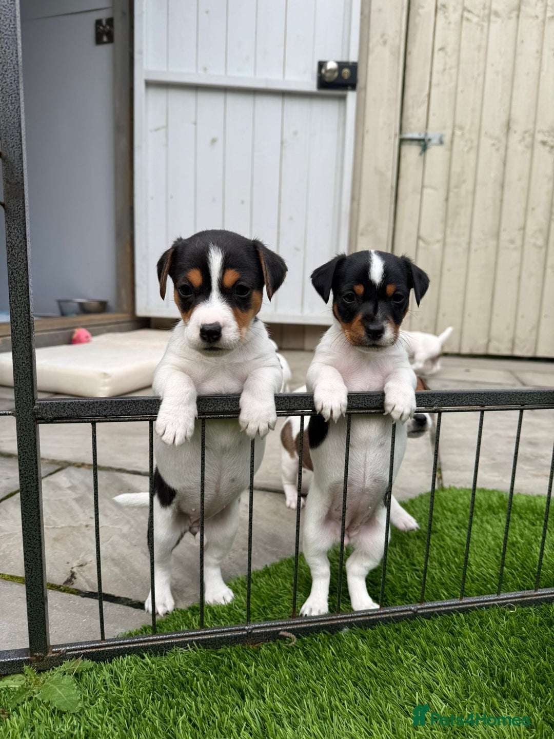 Jack Russell dogs for sale: Smooth haired small Jack Russel pups - Image 5