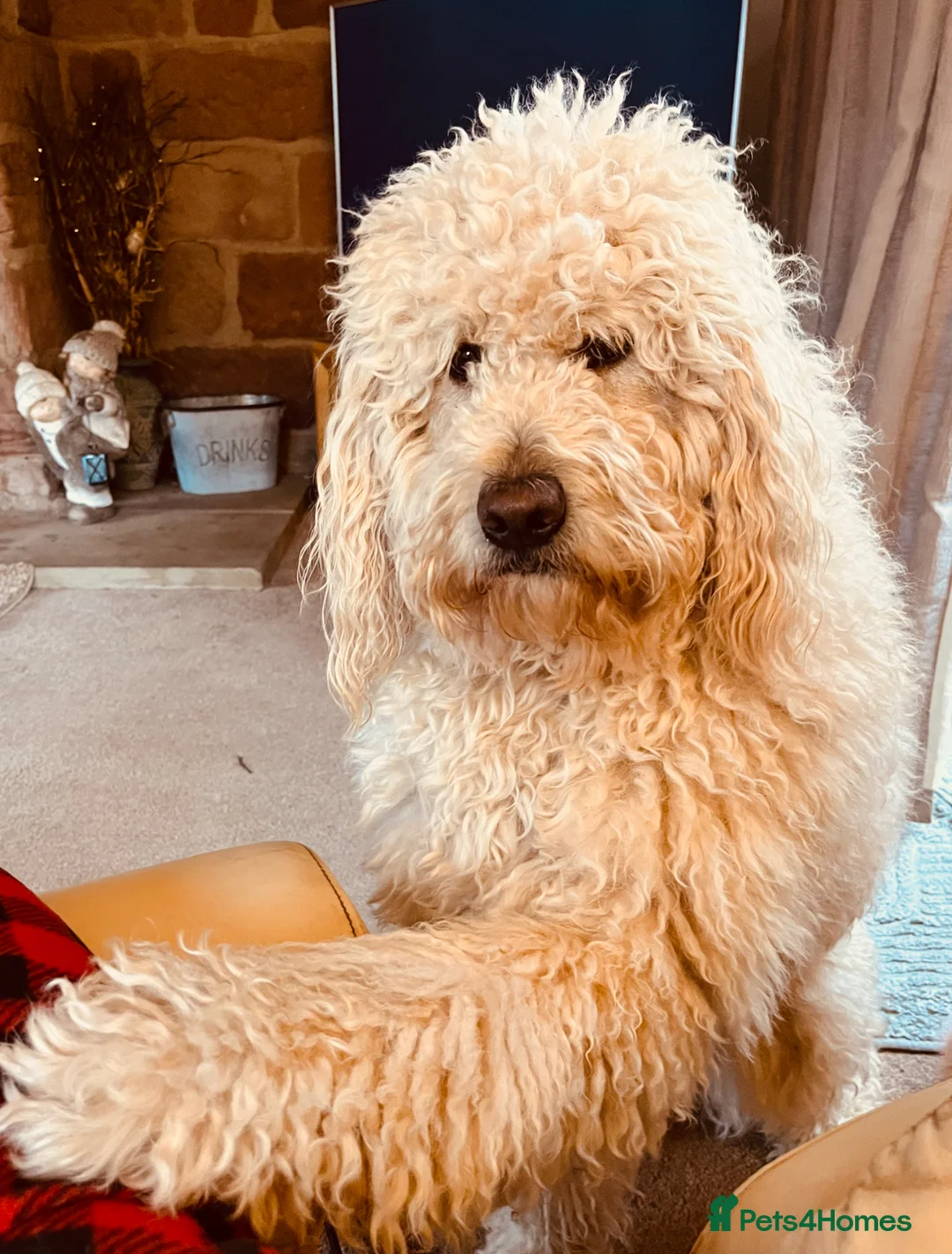 Goldendoodle dogs for stud: Billy F2 Goldendoodle - Advert 2