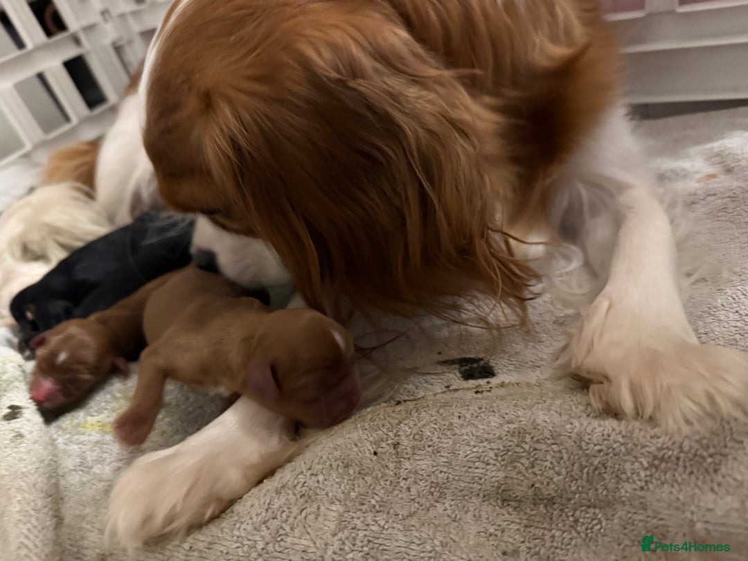 Cavalier King Charles Spaniel dogs for sale: Ruby boys kc cavalier King Charles puppies  - Image 11