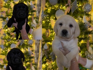 Goldador dogs 10x Family reared gorgeous Goldador Puppies - Advert 1