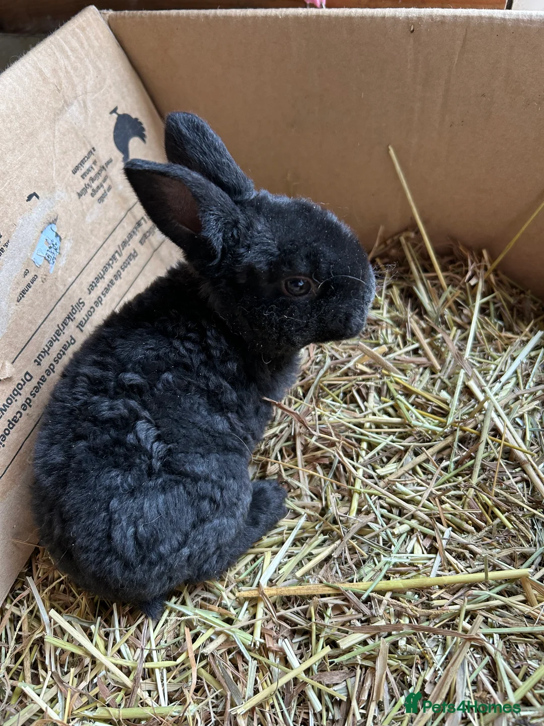 Mixed Breed rabbits for sale: Baby rabbits  - Advert 1
