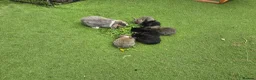 Mixed Breed rabbits for sale: Mix bunnies  - Advert 6