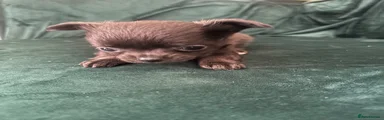 Chihuahua 1