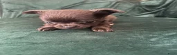 Chihuahua dogs for sale: Chihuahua puppies looking for loving homes - Advert 2