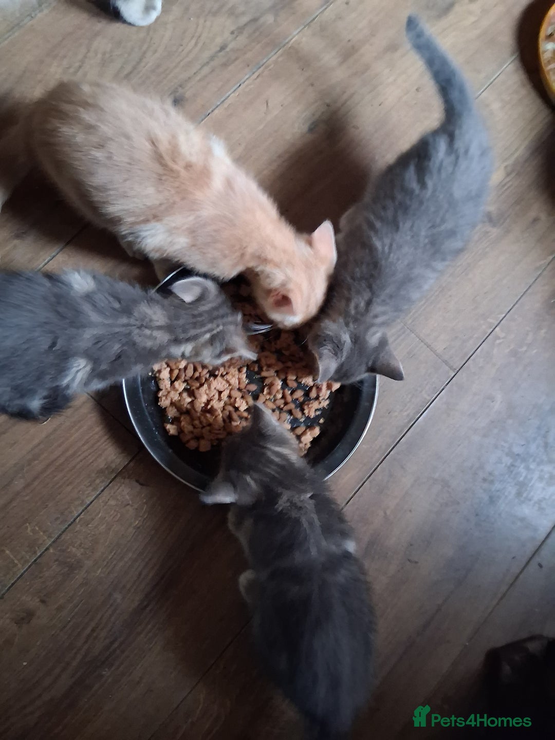 Mixed Breed cats for sale: Charming Cheeky Chunky  Bengal X Kittens. - Image 34