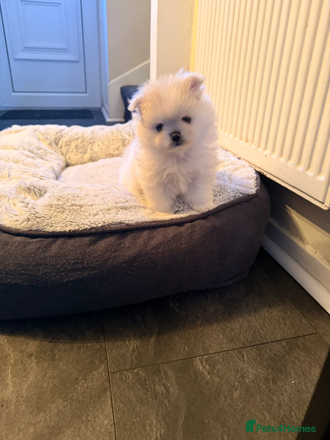 Pomeranian dogs for stud: PROVEN STUD -KC Registered Bear‑Face Pomeranian - Advert 7