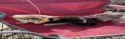 Mixed Breed cats for sale: 3 girl kittens- 2 grey & 1 black  - Advert 23