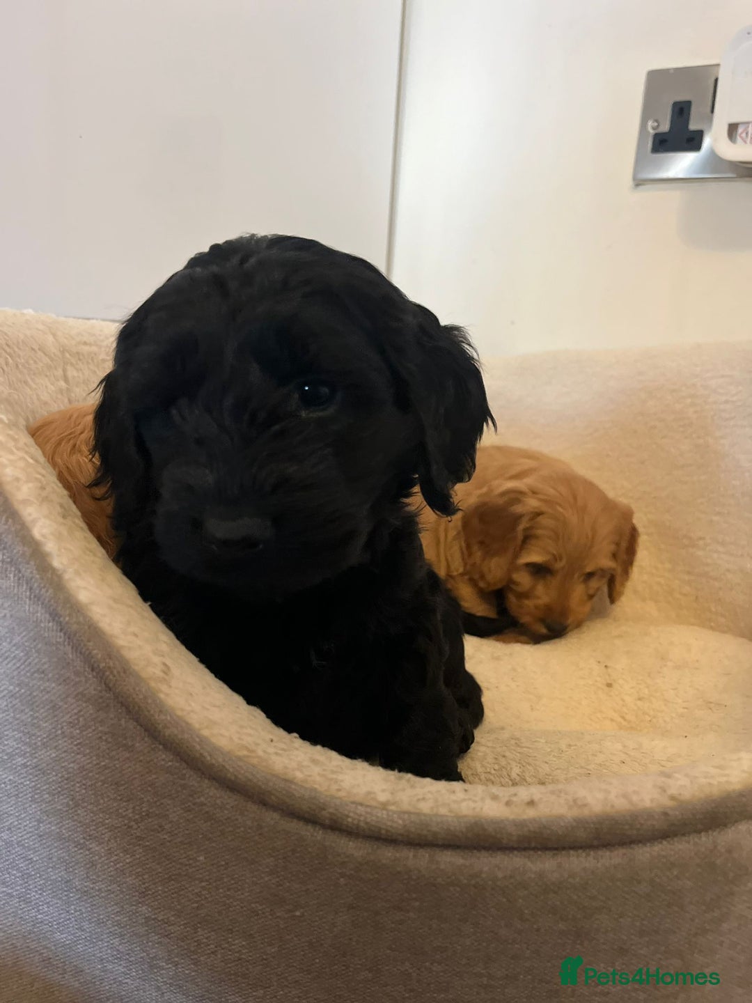 Cockapoo dogs for sale: Beautiful puppies  - Advert 10