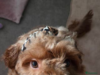 Cockapoo dogs Rehoming my beautiful Cockerpoo - Advert 18