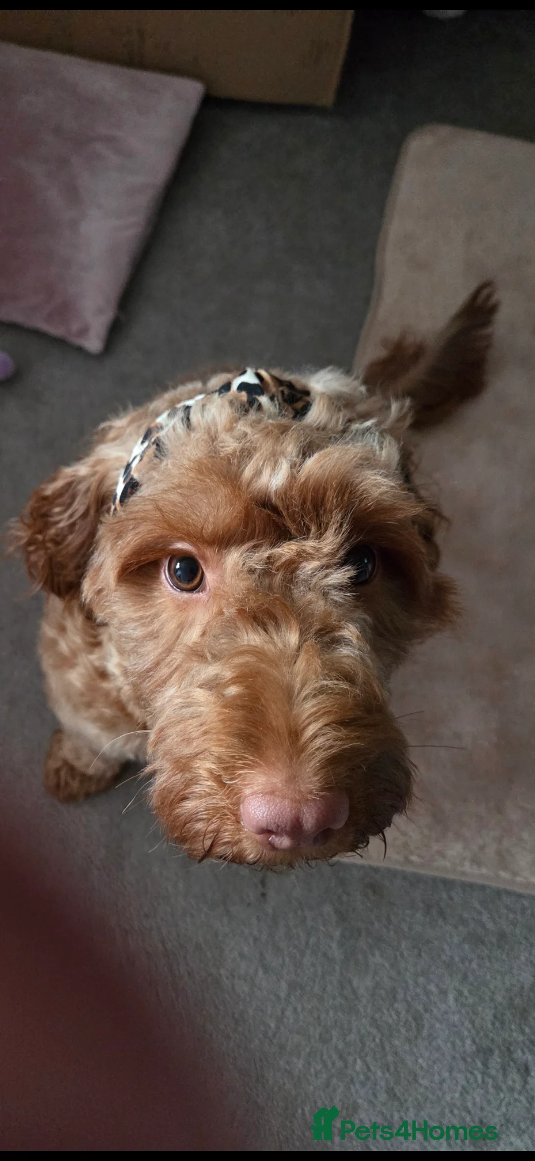 Cockapoo dogs for sale: Rehoming my beautiful Cockerpoo  - Advert 1