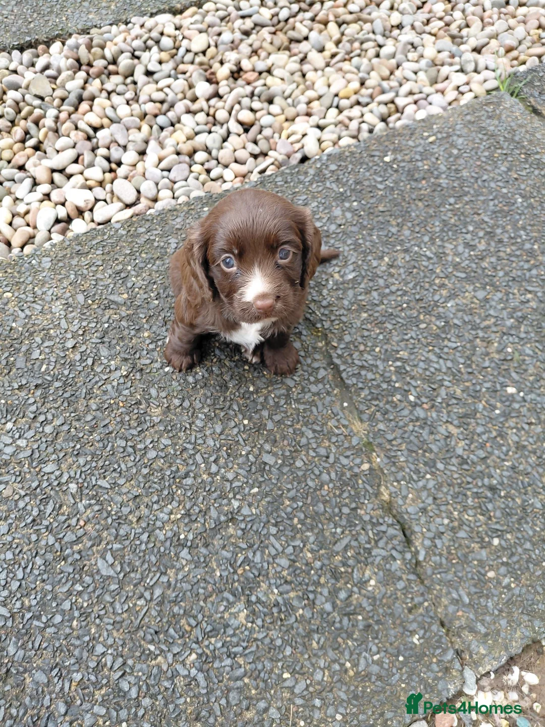 Cocker Spaniel dogs for sale: Wee brown and white cocker girl in Kilmarnock - Advert 17