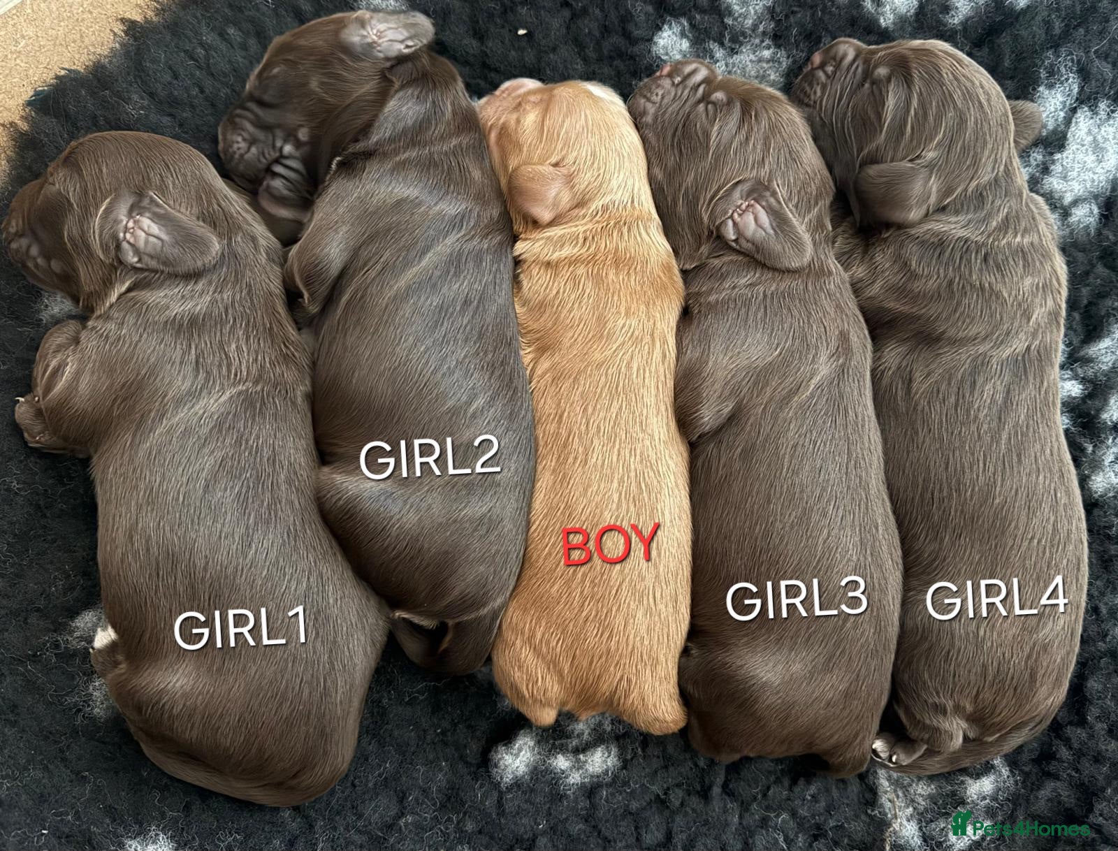 Cockapoo dogs F1 Cockapoo Puppies  - Advert 2