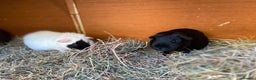 Guinea Pig rodents for sale: Handsome Baby boy Guineapigs available  - Advert 10