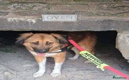 Mixed Breed dogs for adoption: Flo would love a new home 🙏 - Image 7