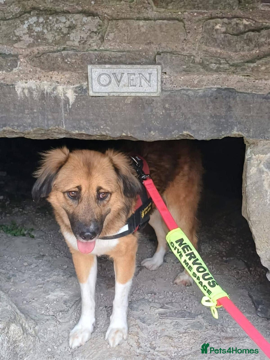 Mixed Breed dogs for adoption: Flo would love a new home 🙏 - Image 7