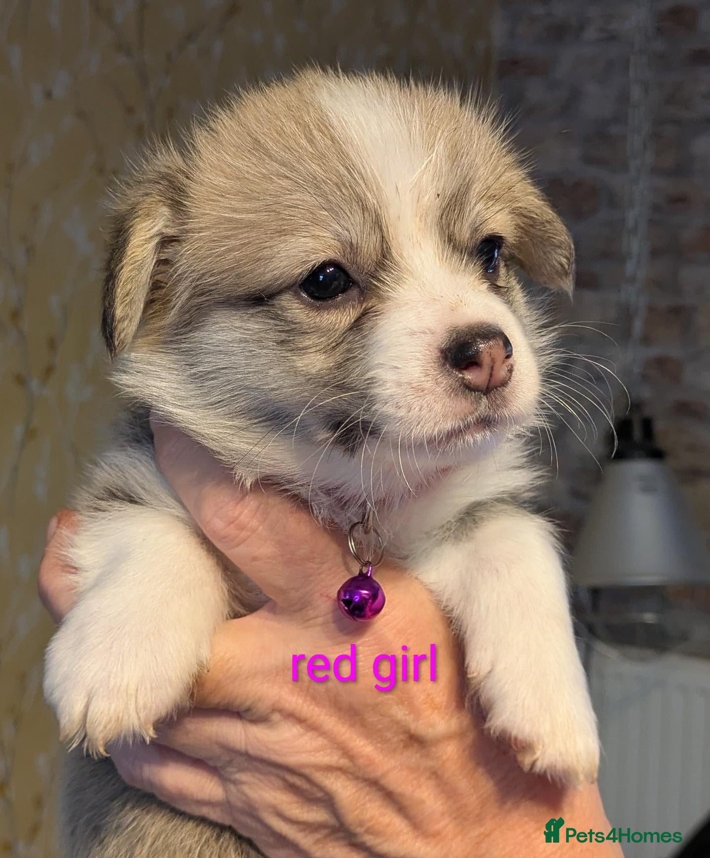 Welsh Corgi Pembroke dogs Quality, dna clear healthy fit pups - Advert 2