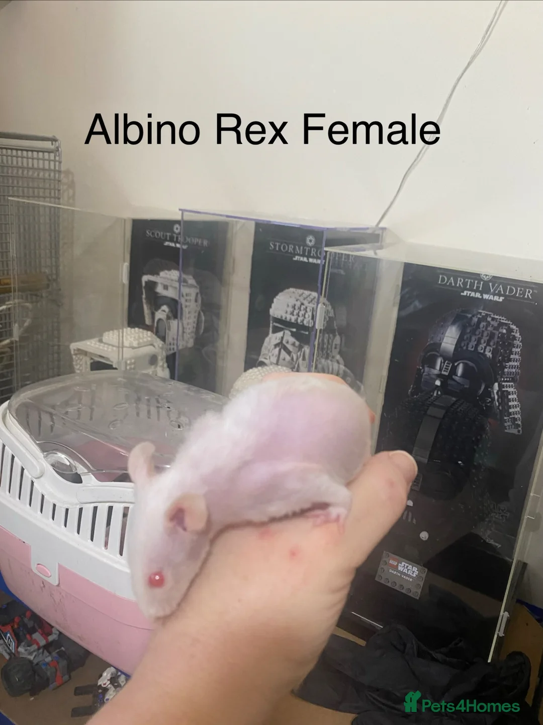 Rat rodents for sale: Albino double Rex Female (4) READY NOW - Advert 2