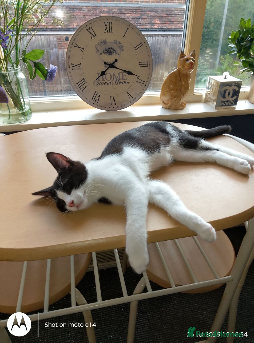 Mixed Breed cats for sale: One little tuxedo 🥰 - Image 3