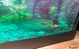 Angelfish fish for sale: Angel fish and silver dollar fish / FREE 4 GOOD 🏡 - Image 2